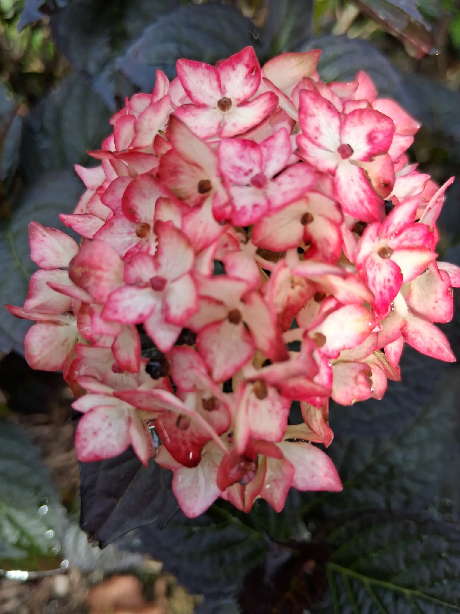 Close-up of a cluster of small pink and white flowers with dark green leaves in the background.