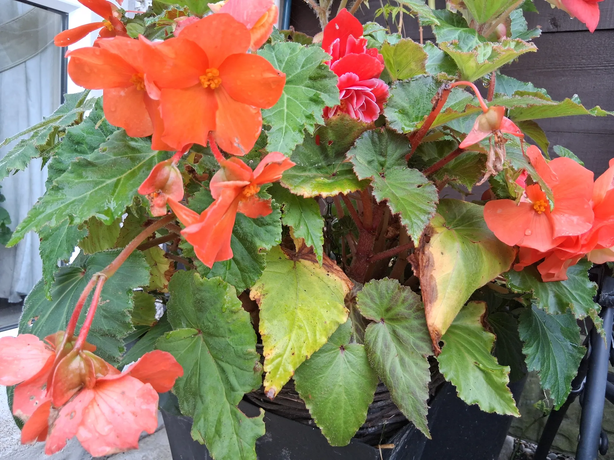 Close-up of orange flowers and green leaves in a hanging potted plant next to a window.