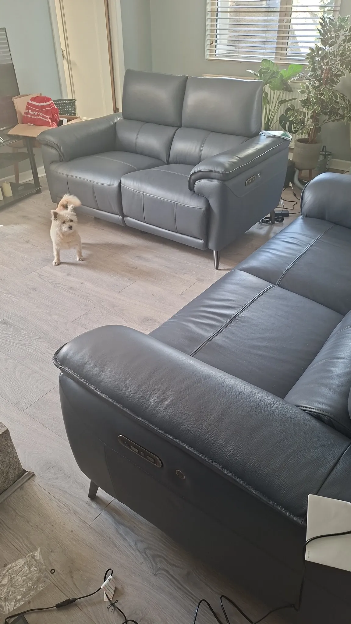 Living room with two dark leather sofas, a small dog on the floor, a window with blinds and potted plants near the window.