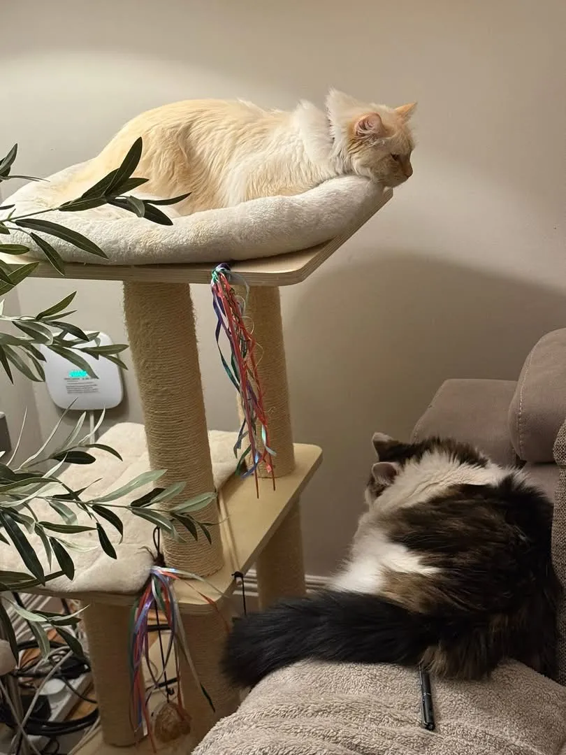Living room scene with two cats: one cream cat lying on top of a tall cat tree and a long-haired cat resting on a sofa arm next to the tree, with a potted plant and colorful dangling cat toys visible.